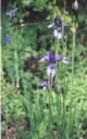 Thumbs/tn_Blue Irises.jpg